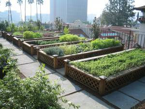 Urban-agriculture-raised-beds