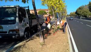 Rotatorie prolungamento via Roma, in corso lavori sul verde