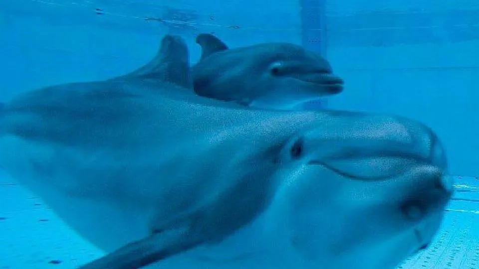 mamma Blue e il piccolo Baby Blue