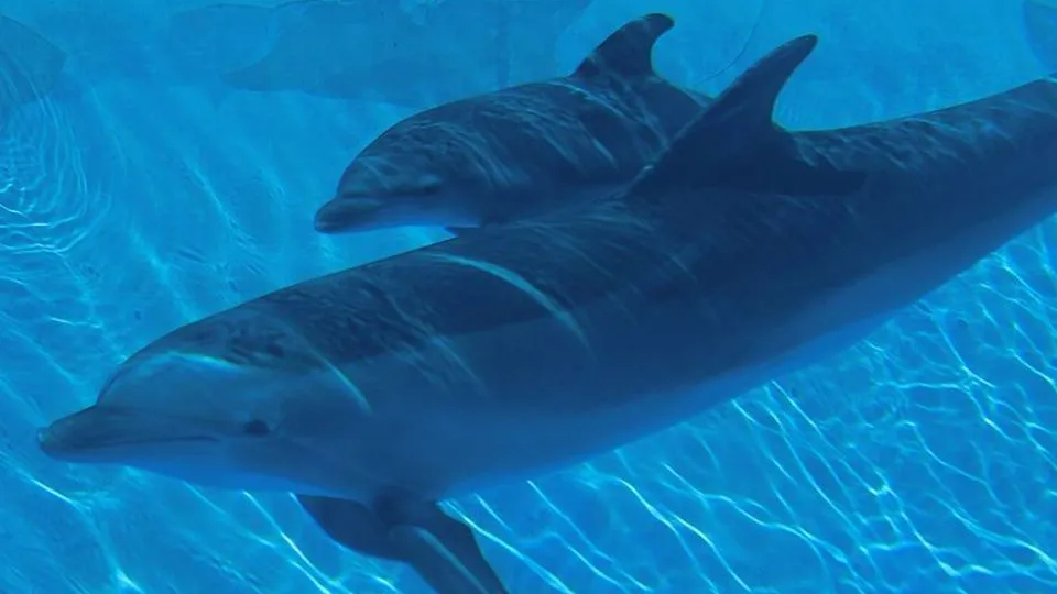 Delfini ad Oltremare
