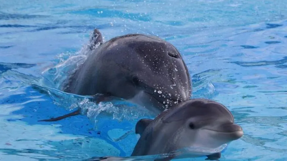 Il cucciolo con la mamma