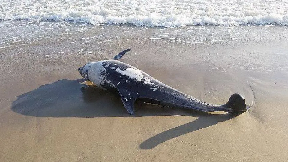 il delfino ritrovato sulla battigia riccionese
