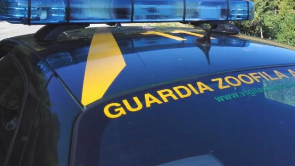 un’auto delle guardie
