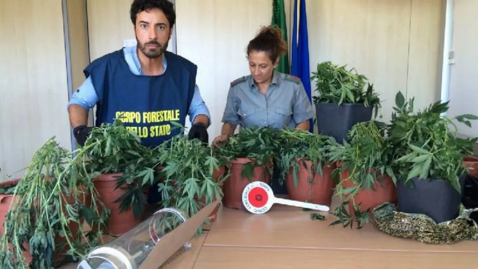 la canapa sequestrata