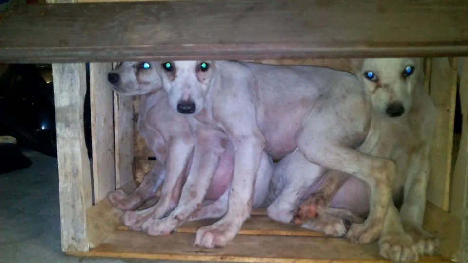 i cuccioli