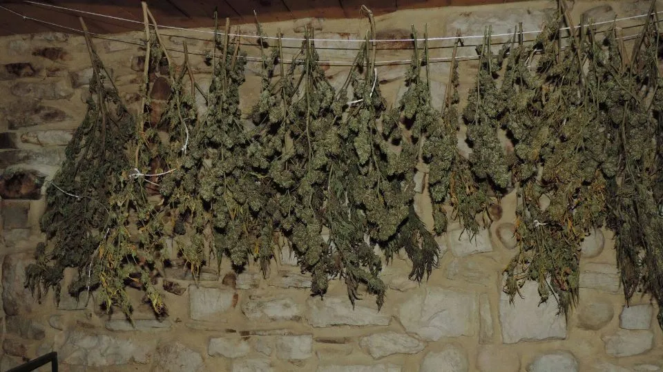 la marijuana trovata a montetiffi