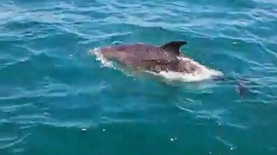 dal video di  Barbara Bonoli
