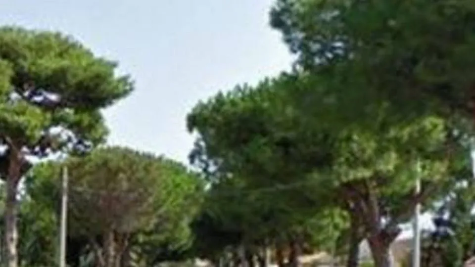 repertorio
