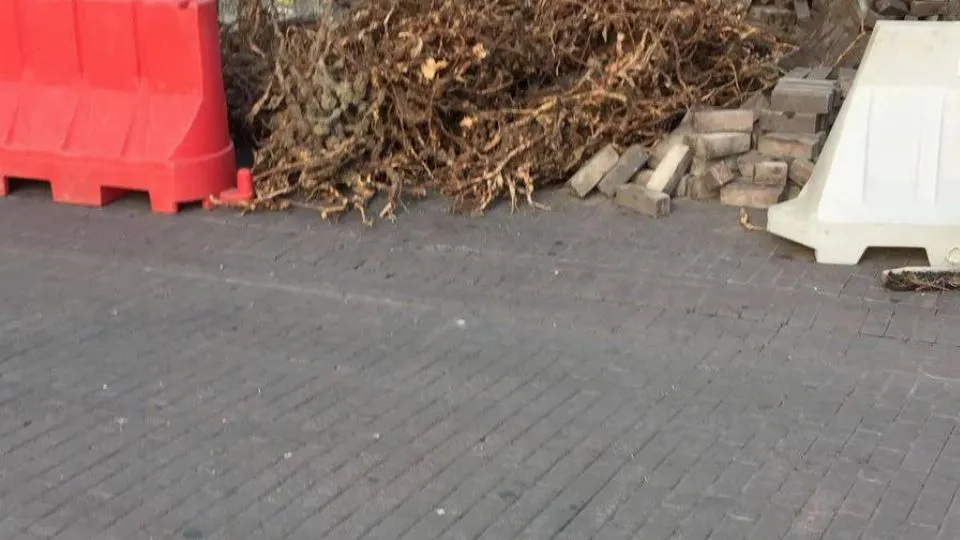 uno dei pini 
