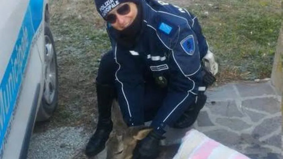 il capriolo

