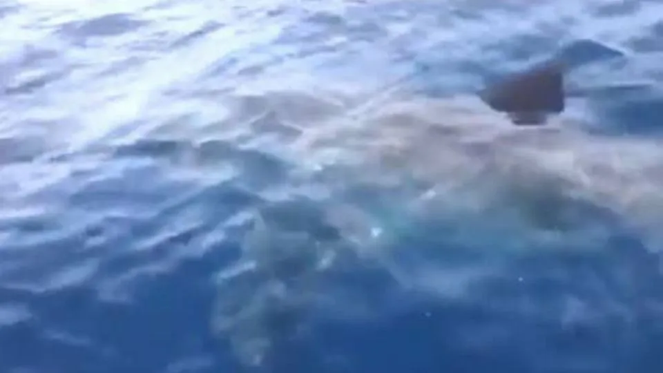 dal video dell’avvistamento
