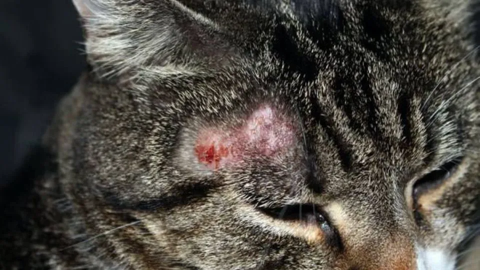 Un gatto malato di tigna