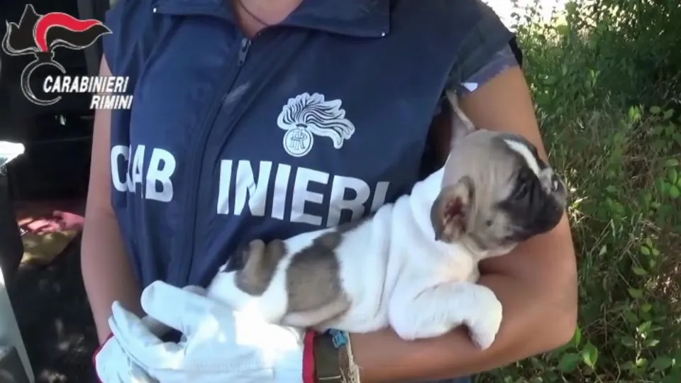 i cuccioli salvati dai carabinieri
