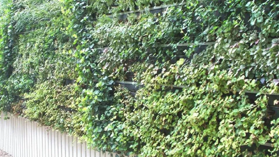 un “green wall” (repertorio)