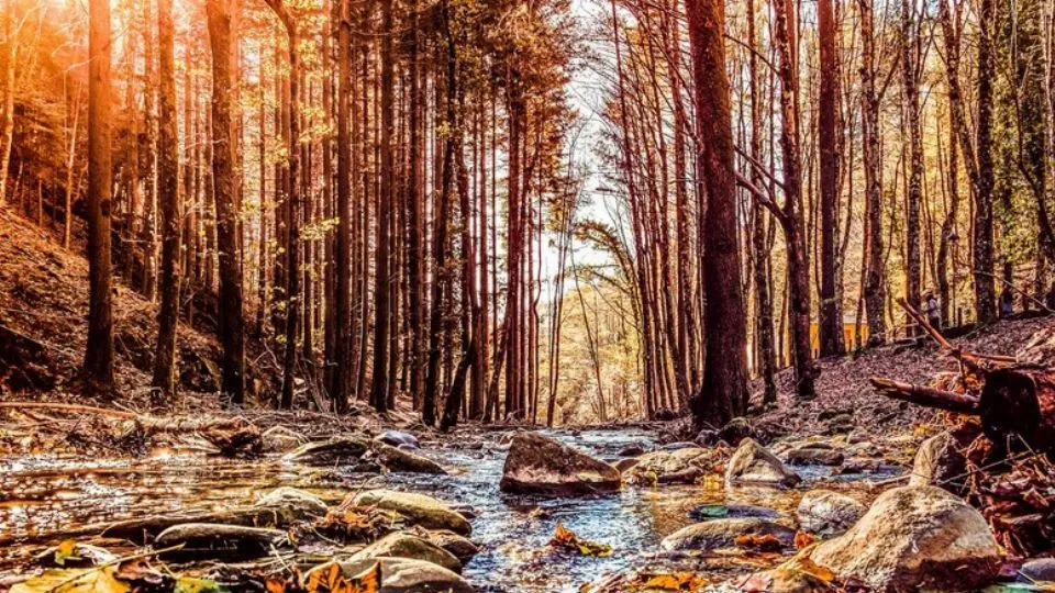 Parco delle Foreste Casentinesi – @Francesco-1978