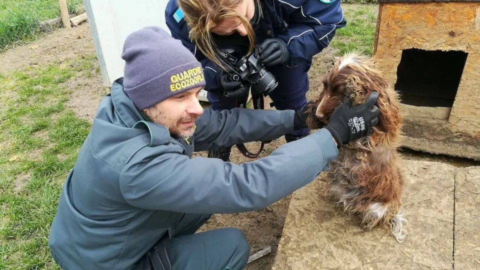 uno dei cani presenti nell’allevamento