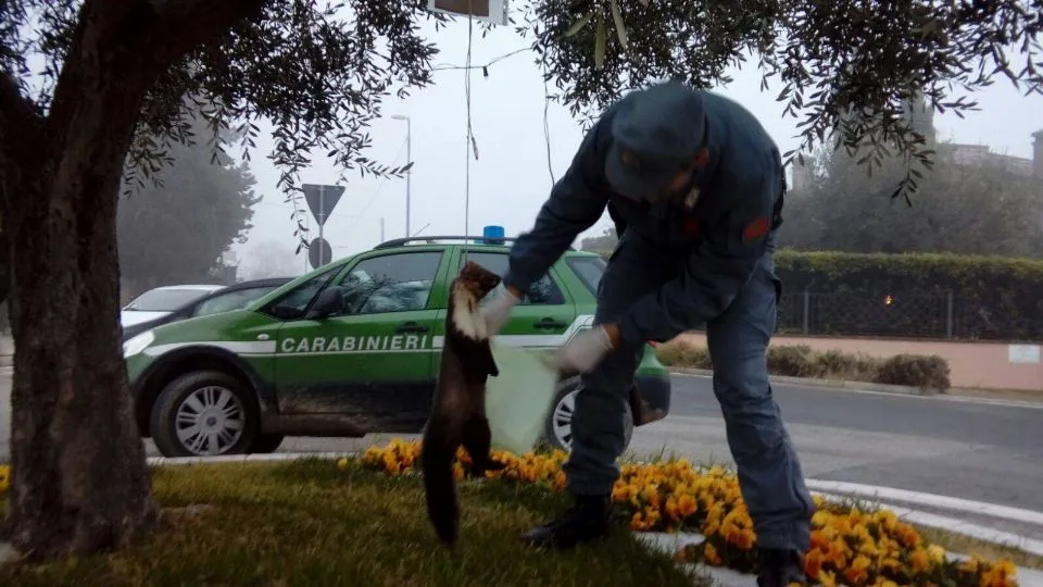 foto dei Carabinieri della Forestale
