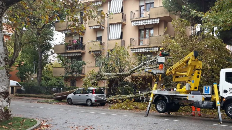 pianta caduta in via Rimembranze (foto Fabrizio Inti)