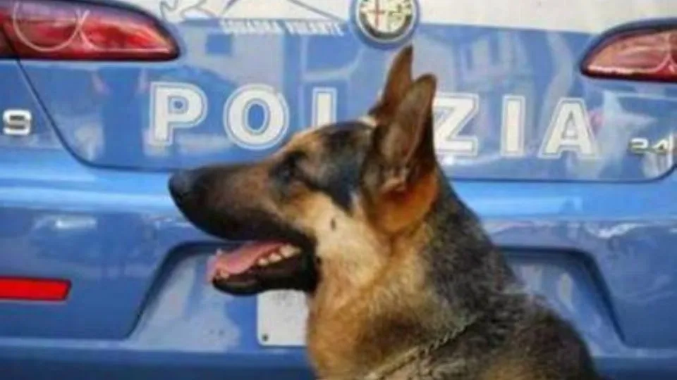 uno dei cani antiodroga della Polizia

