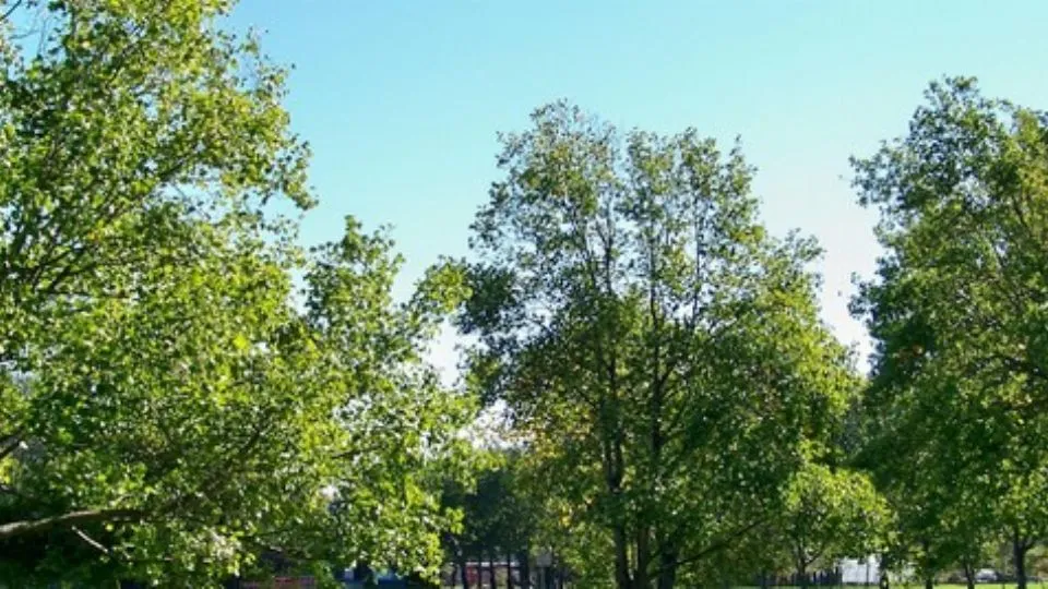 repertorio