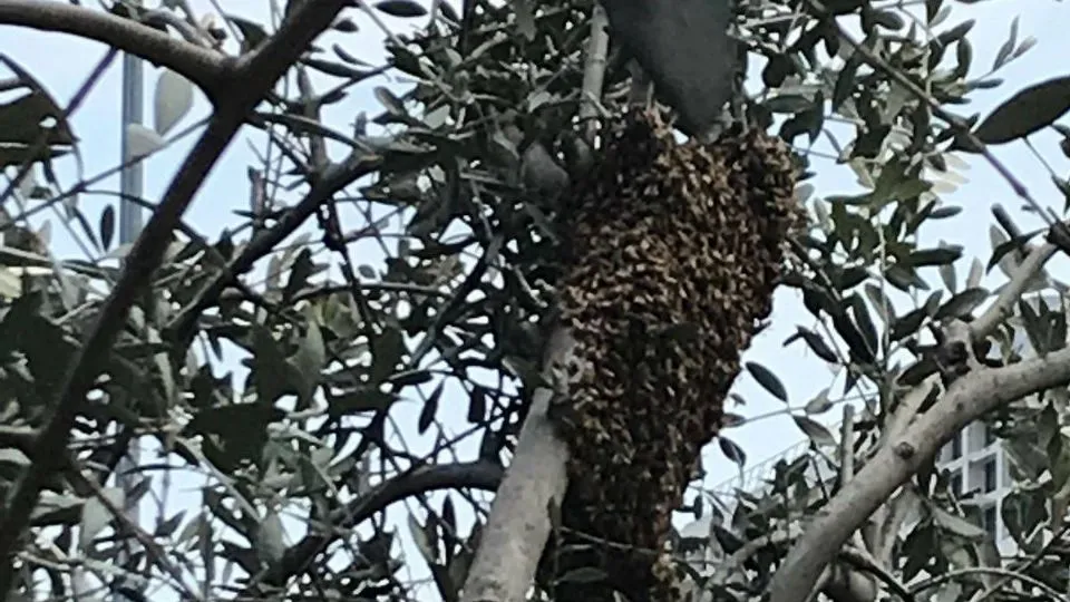 lo sciame d’api. Foto Andrea Procopio
