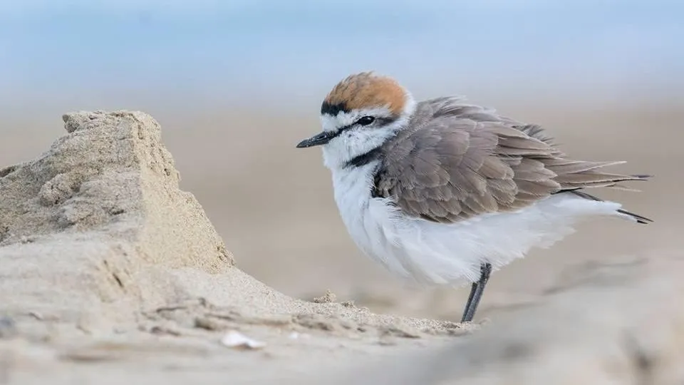 fratini sulla spiaggia
