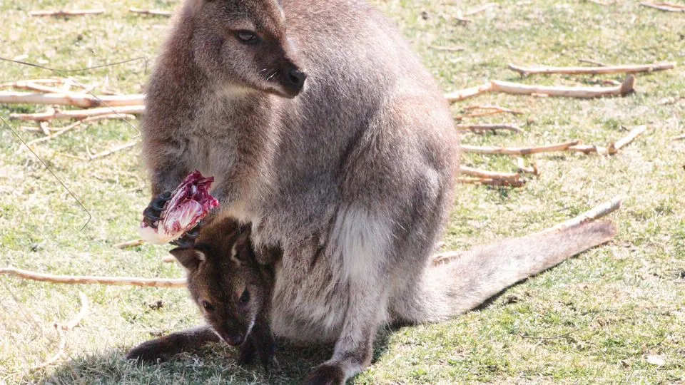 Wallaby, mamma e cucciolo