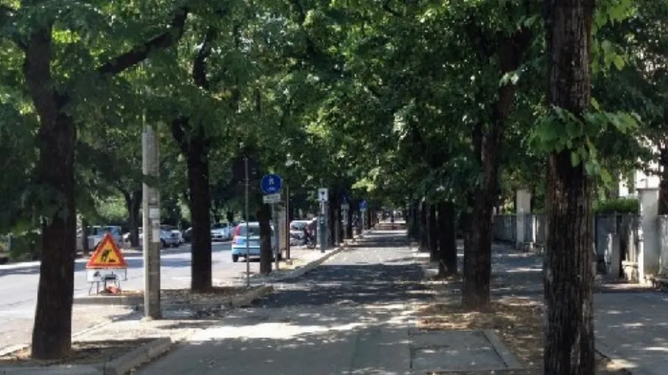 i tigli di viale Marini
