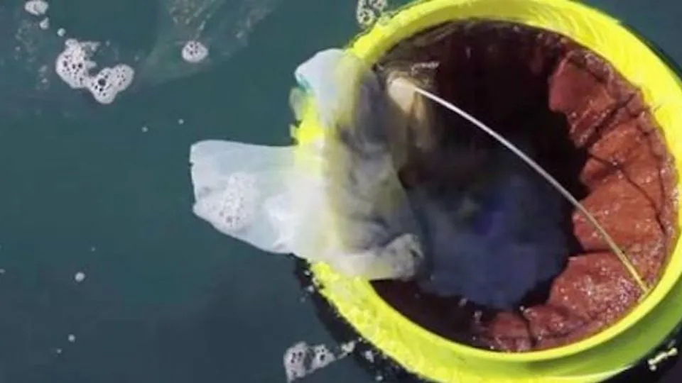 il seabin, il bidone mangiaplastica