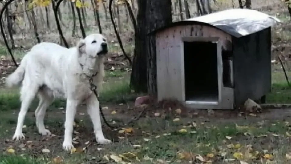 cane alla catena