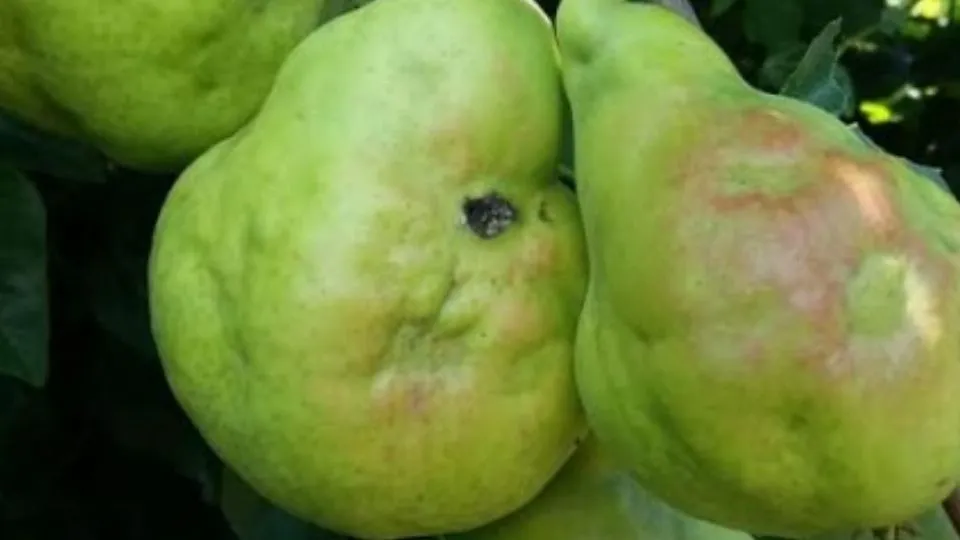 frutta danneggiata