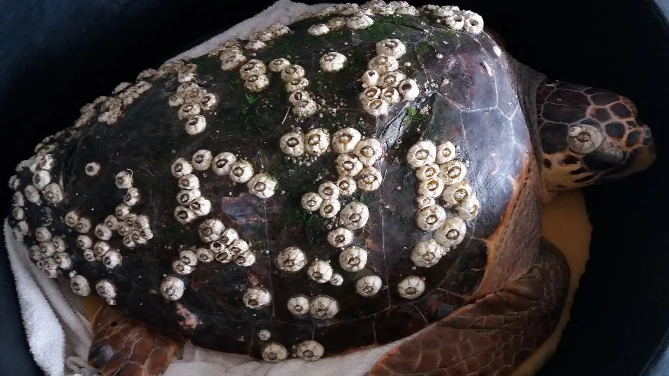 Tartaruga Rossella