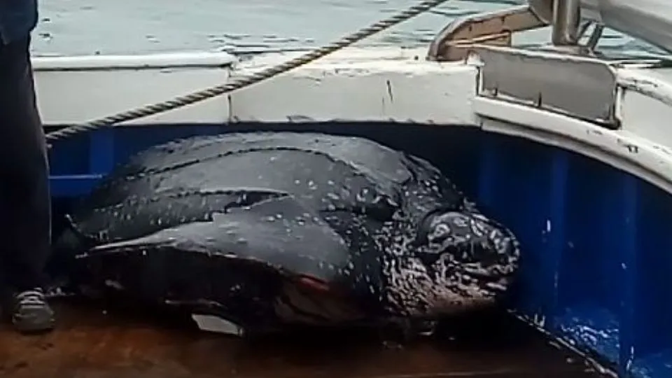 la tartaruga liuto sul peschereccio