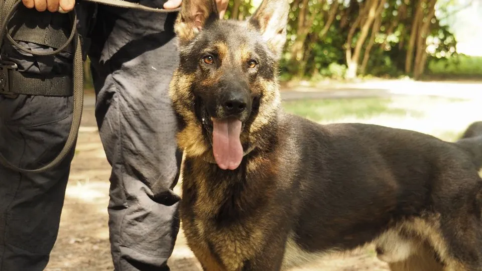 uno dei cani antidroga dell’unità cinofila della PM