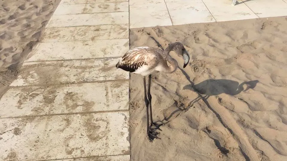 foto dalla pagina facebook Anpana: un fenicottero sulla spiaggia