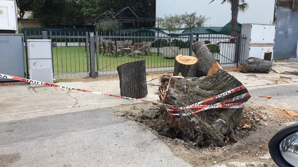 albero sradicato (meteoroby)

