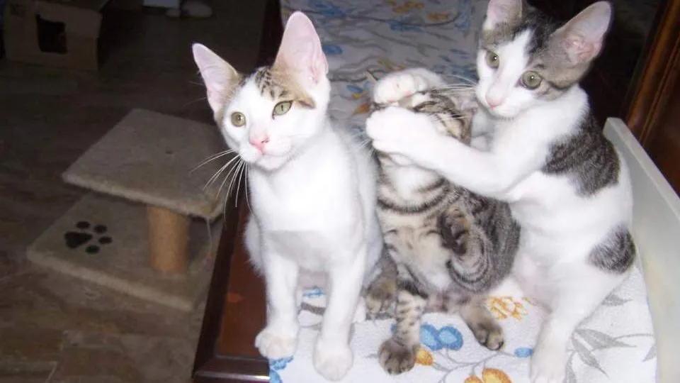 gattini in cerca di una casa al canile di Rimini
