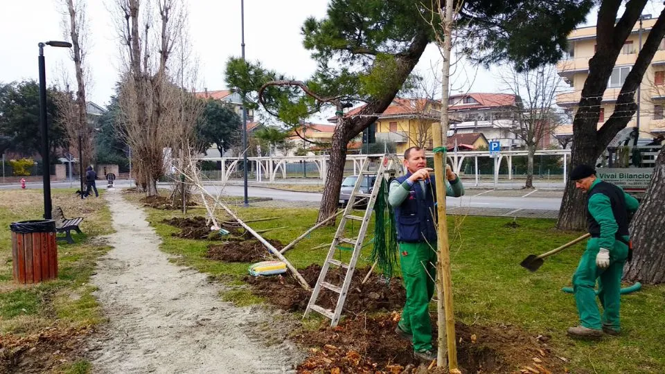 la piantumazione
