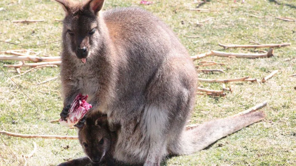 la mamma Magda con il piccolo nel marsupio