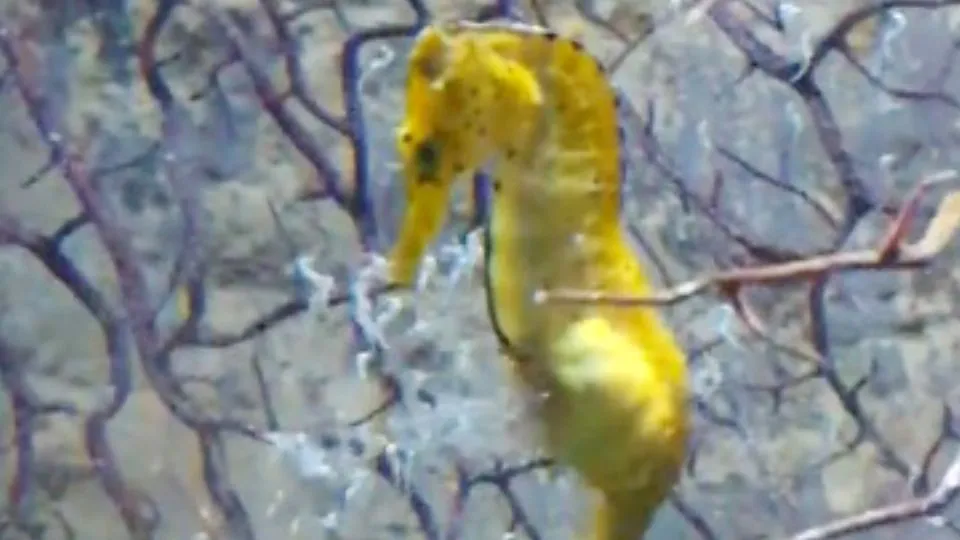 il parto del cavalluccio marino