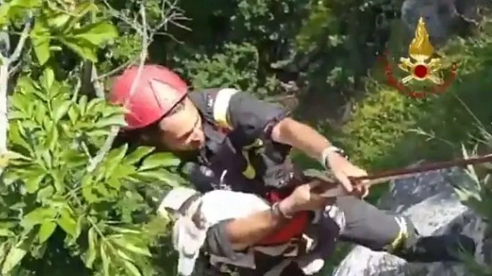 i vigili del fuoco portano in salvo il levriero
