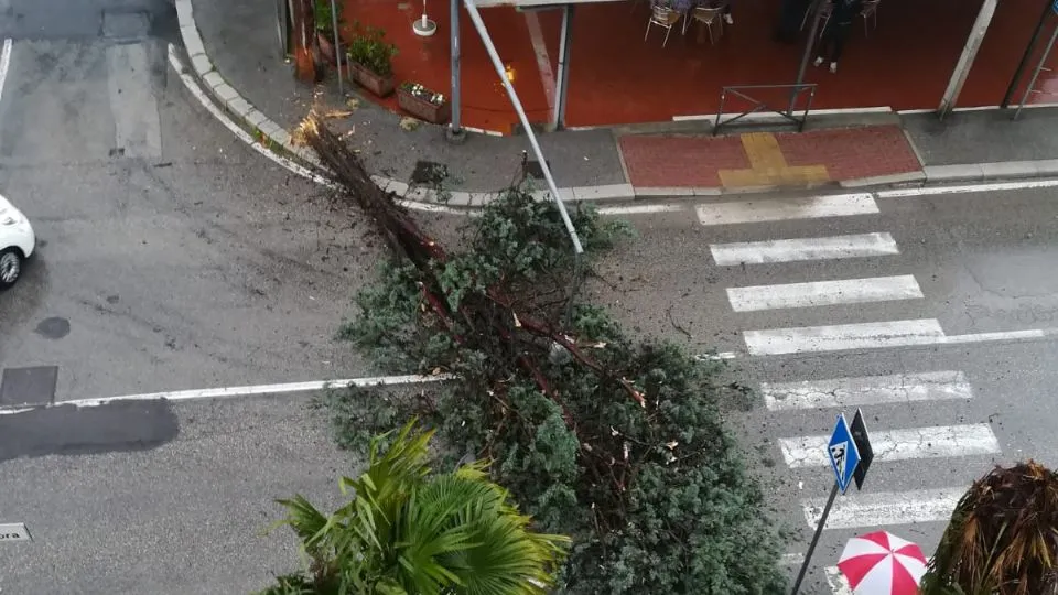 albero abbattuto dal vento in via Sacramora
