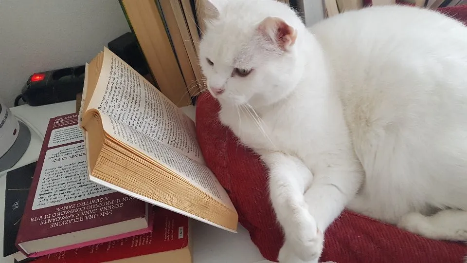 Il gatto Micky, testimonial di Libri & Code
