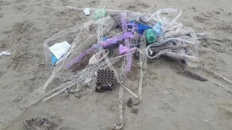 calze di mitili recuperate in spiaggia
