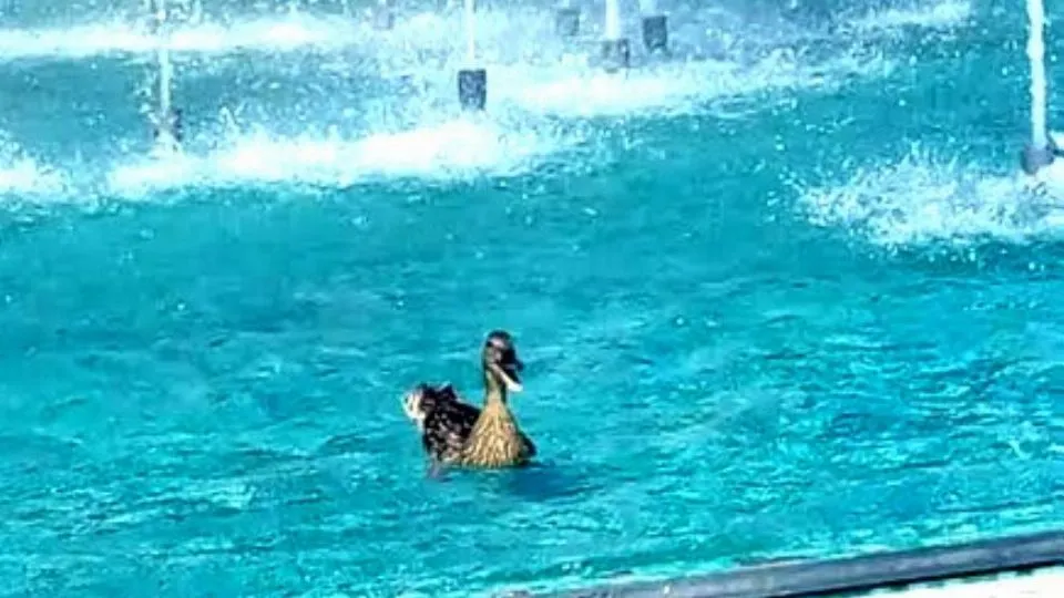 un’anatra in acqua