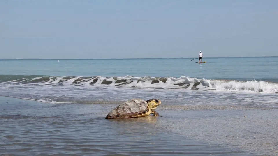 il rilascio di una tartaruga curata dalla Fondazione Cetacea