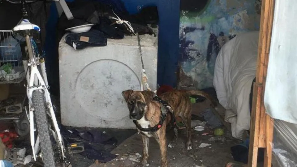 il pitbull salvato dalla polizia
