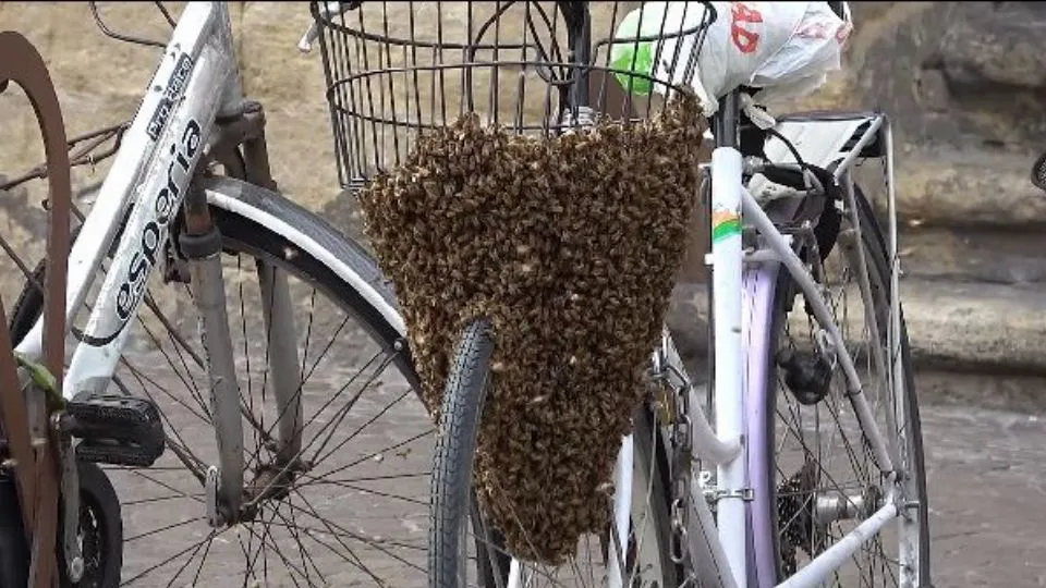 le api nel cestino della bicicletta

