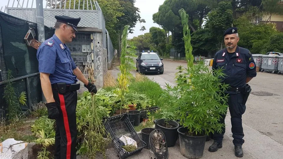 una piccola parte delle piante di canapa sequestrate