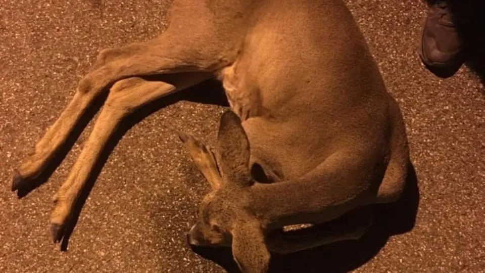un capriolo ferito